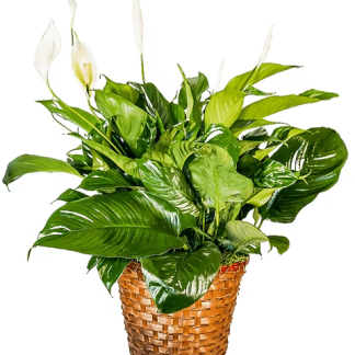 Peace Lily Basket - Large