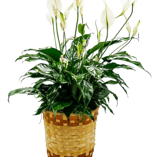 Peace Lily Basket - Medium