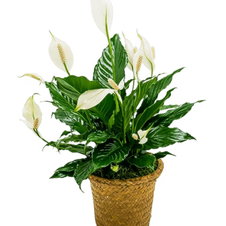 Peace Lily Basket - Small